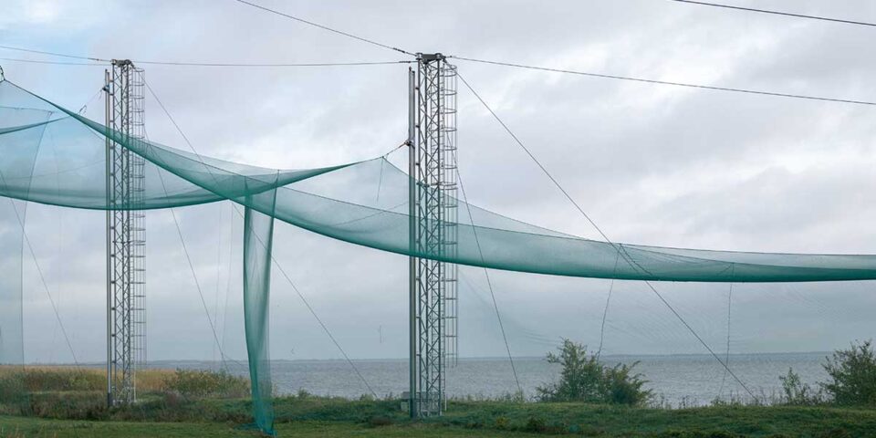 bird netting