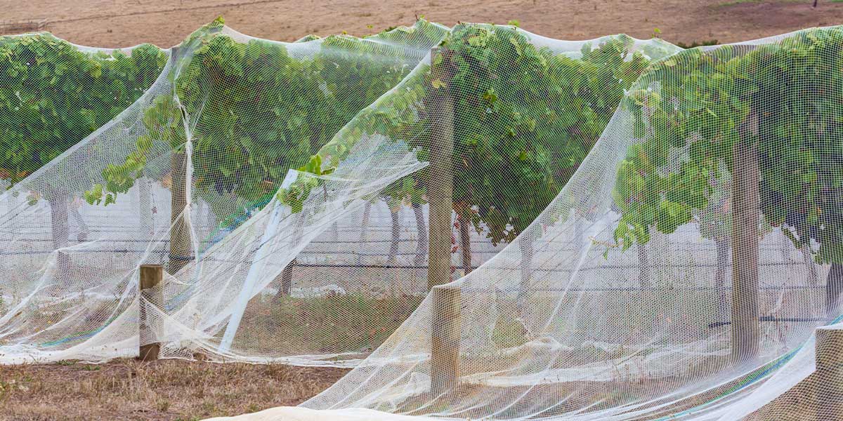 bird netting for garden