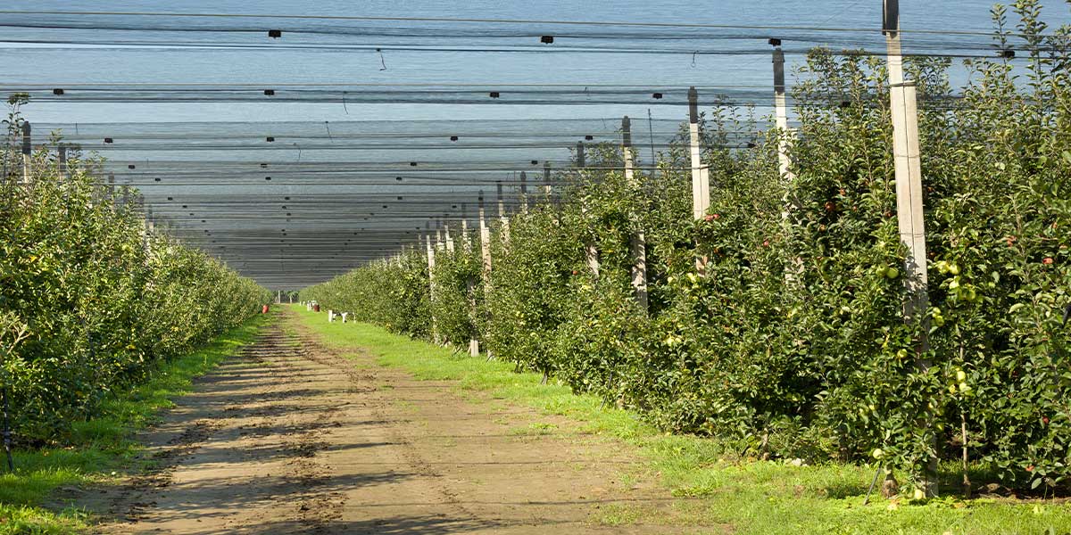 black garden mesh netting